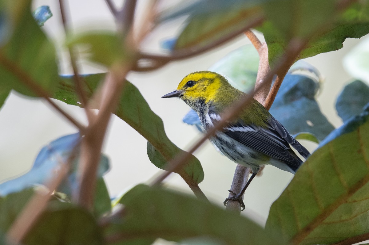 Black-throated Green Warbler - ML615916182