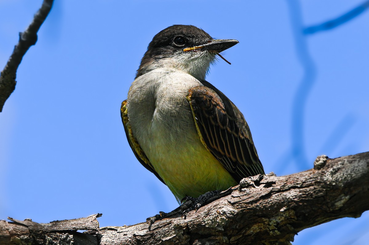 Loggerhead Kingbird - Nathanial O’Connell