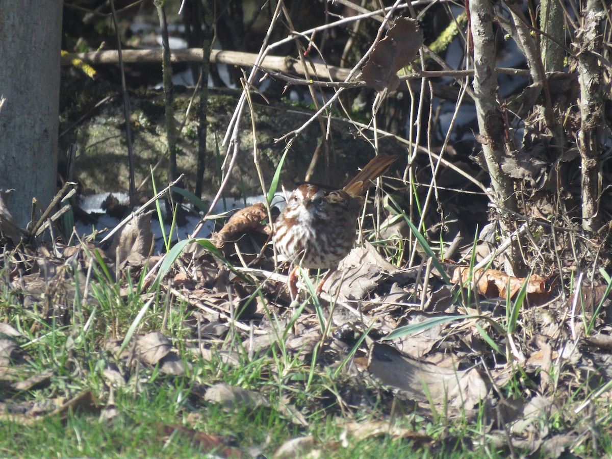 Song Sparrow - Curtis Mahon