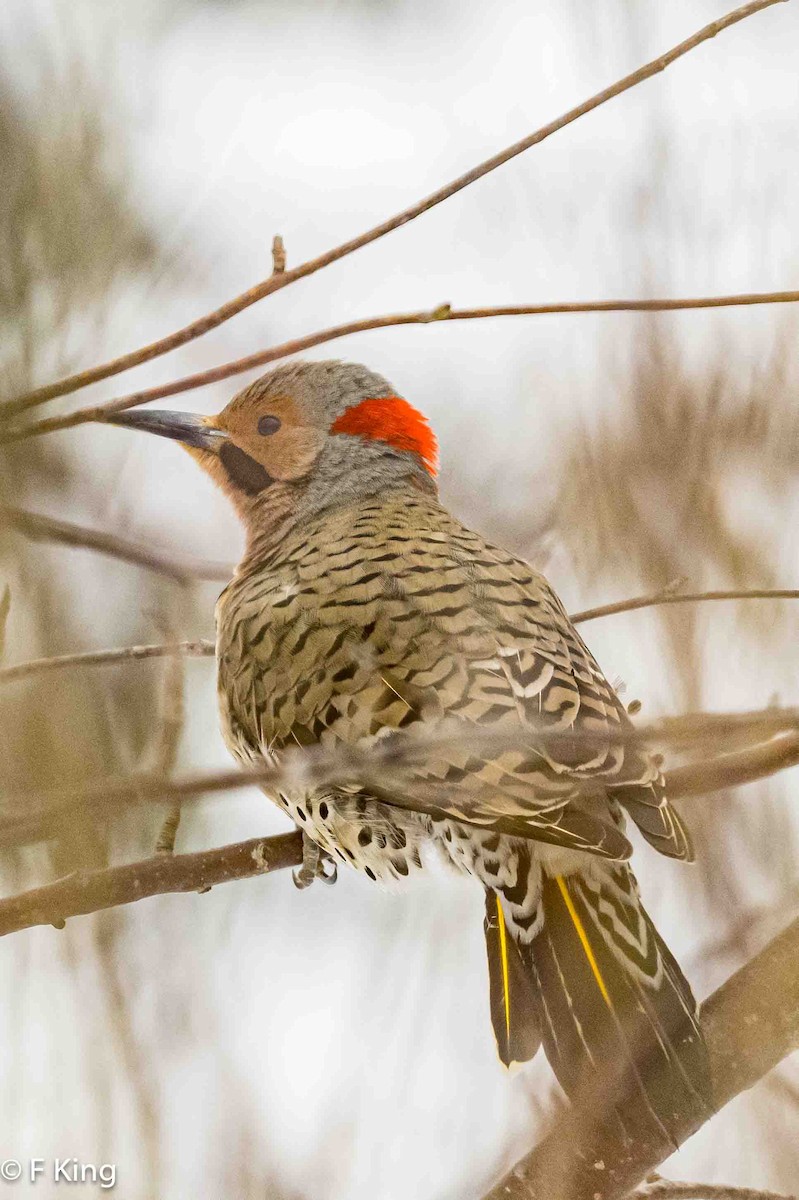 Northern Flicker - ML615916205