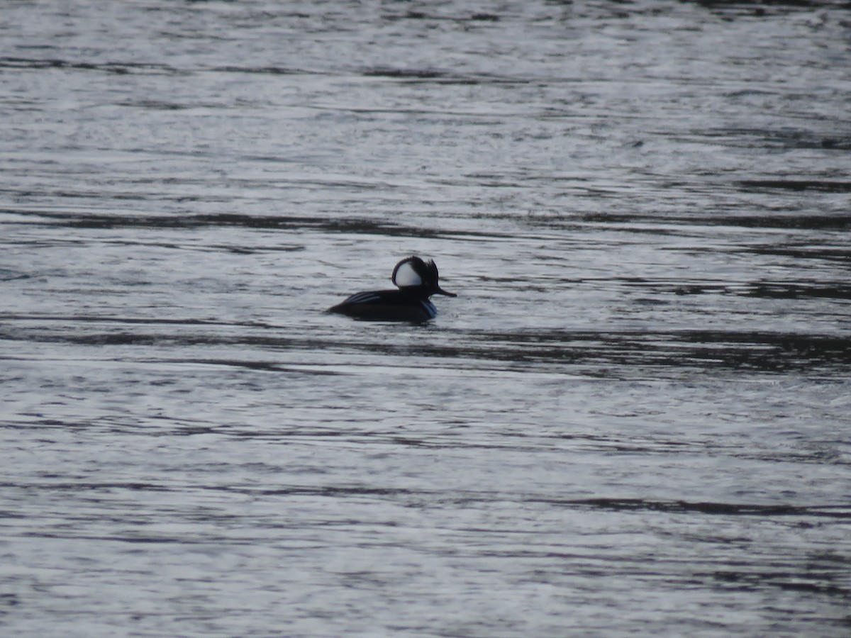 Hooded Merganser - ML615916210