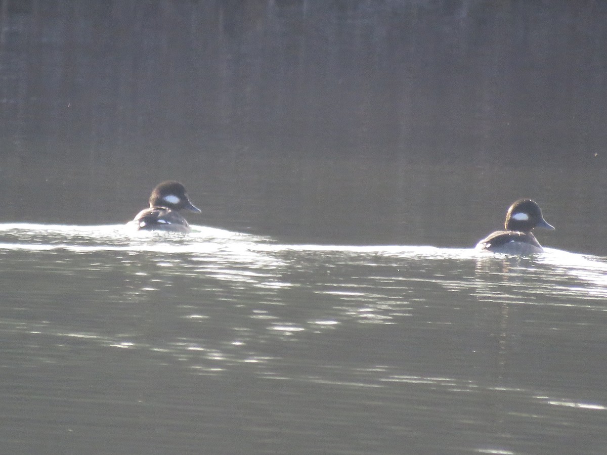 Bufflehead - ML615916220