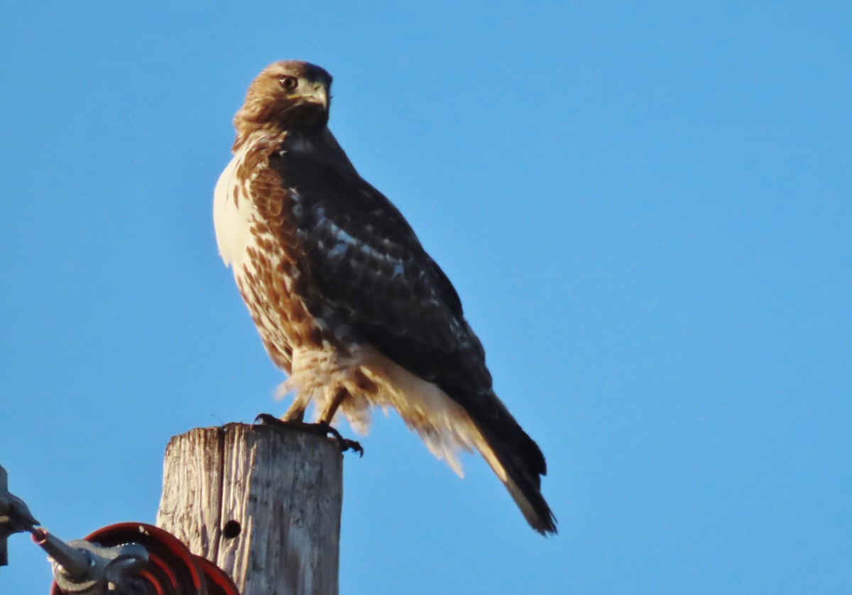 Red-tailed Hawk - ML615916226