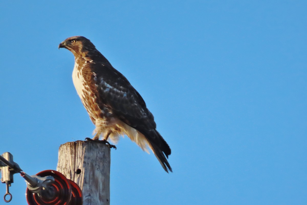 Red-tailed Hawk - ML615916227