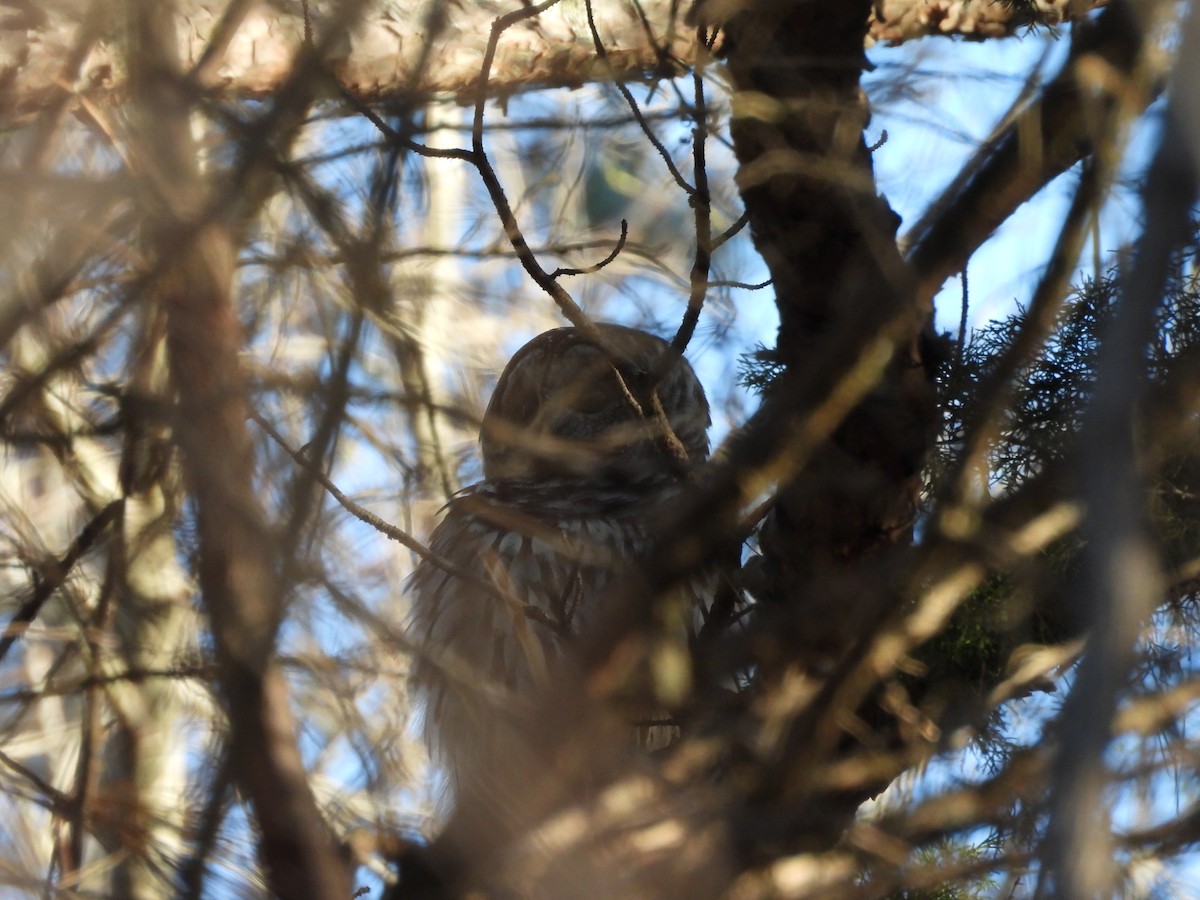 Barred Owl - ML615916240