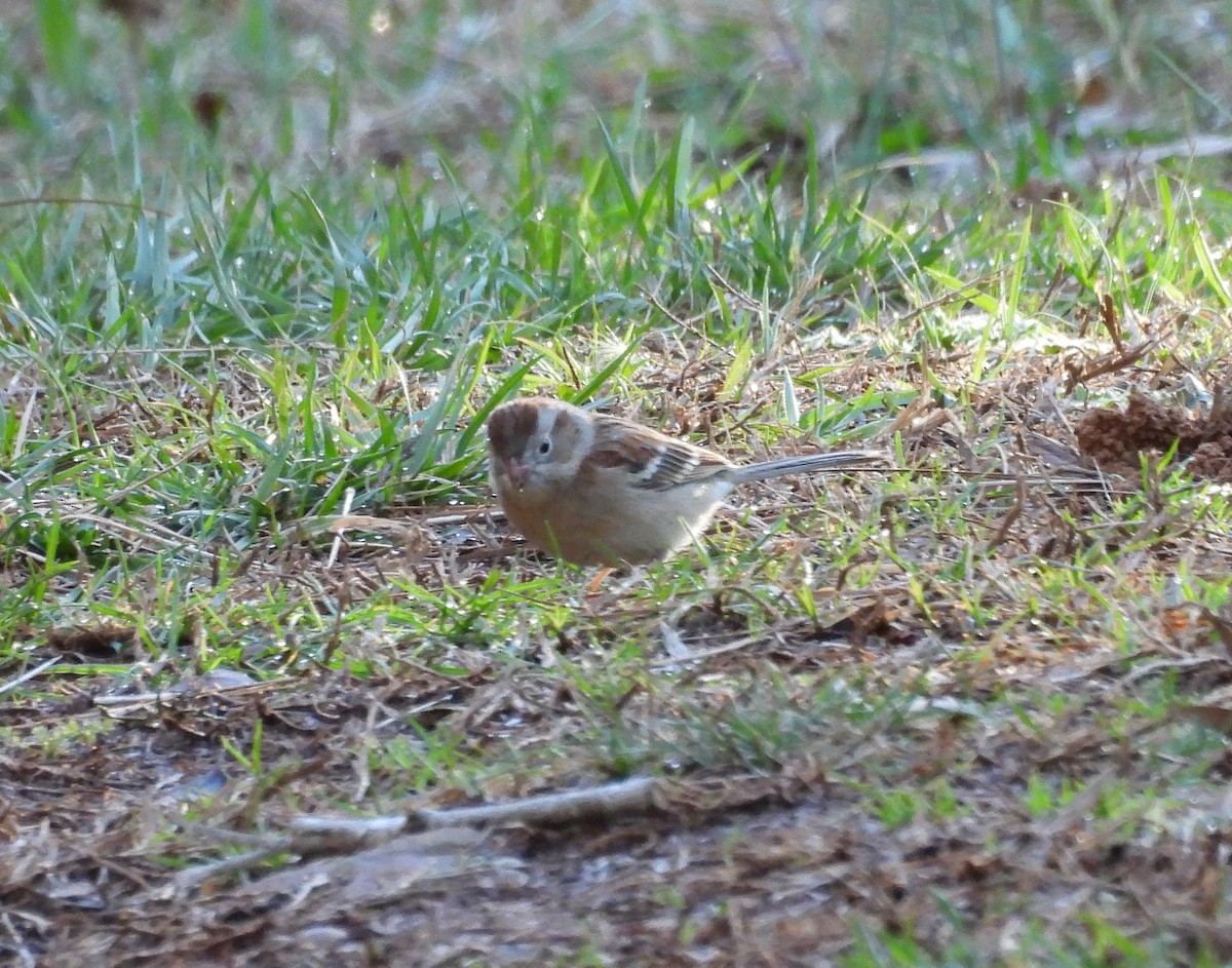 Field Sparrow - ML615916248