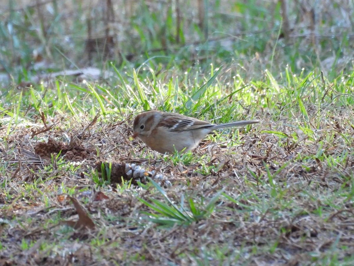 Field Sparrow - ML615916249