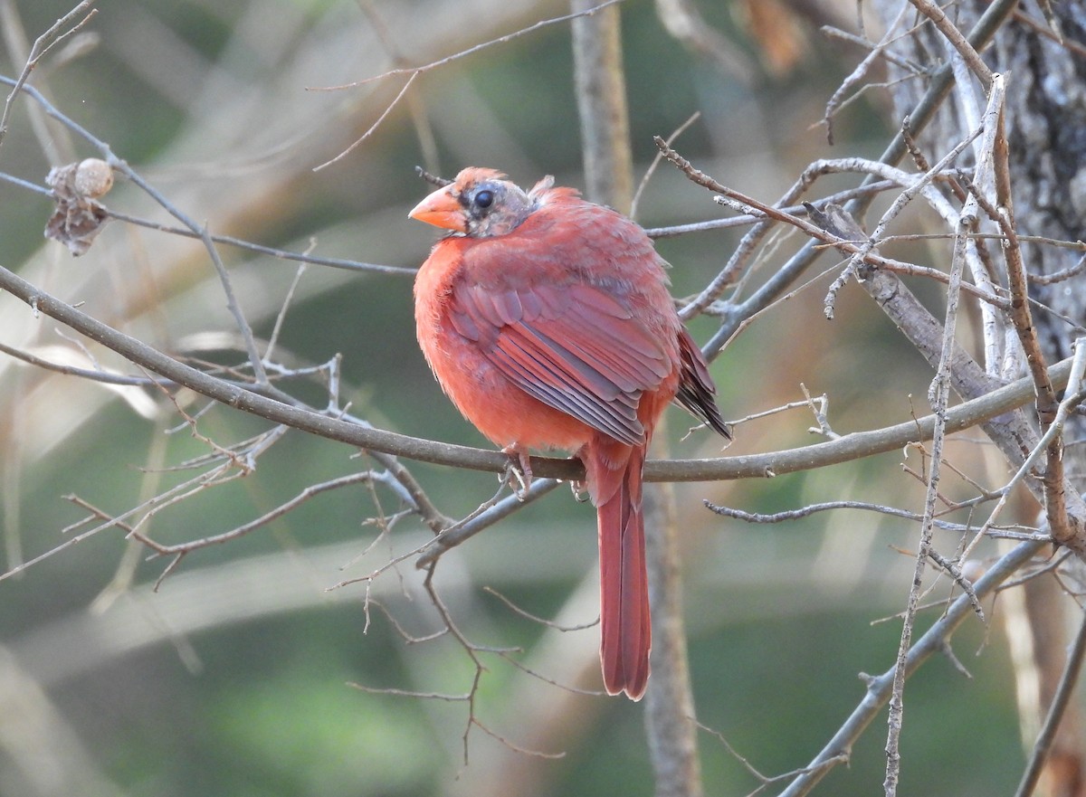 Northern Cardinal - Mark DiGiovanni