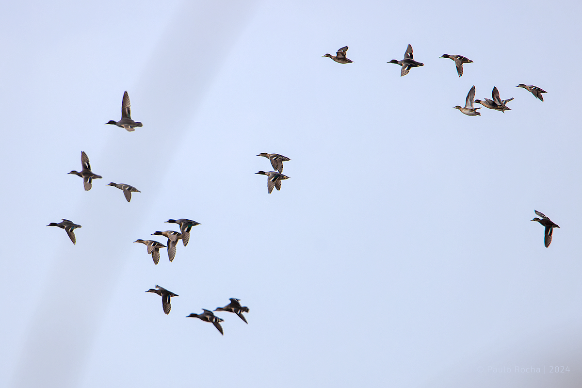 Green-winged Teal - ML615916282