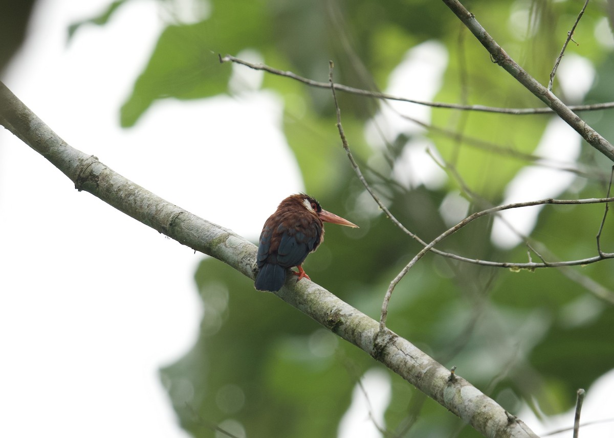 White-eared Jacamar - Asociacion Aviturismo RB Sumaco