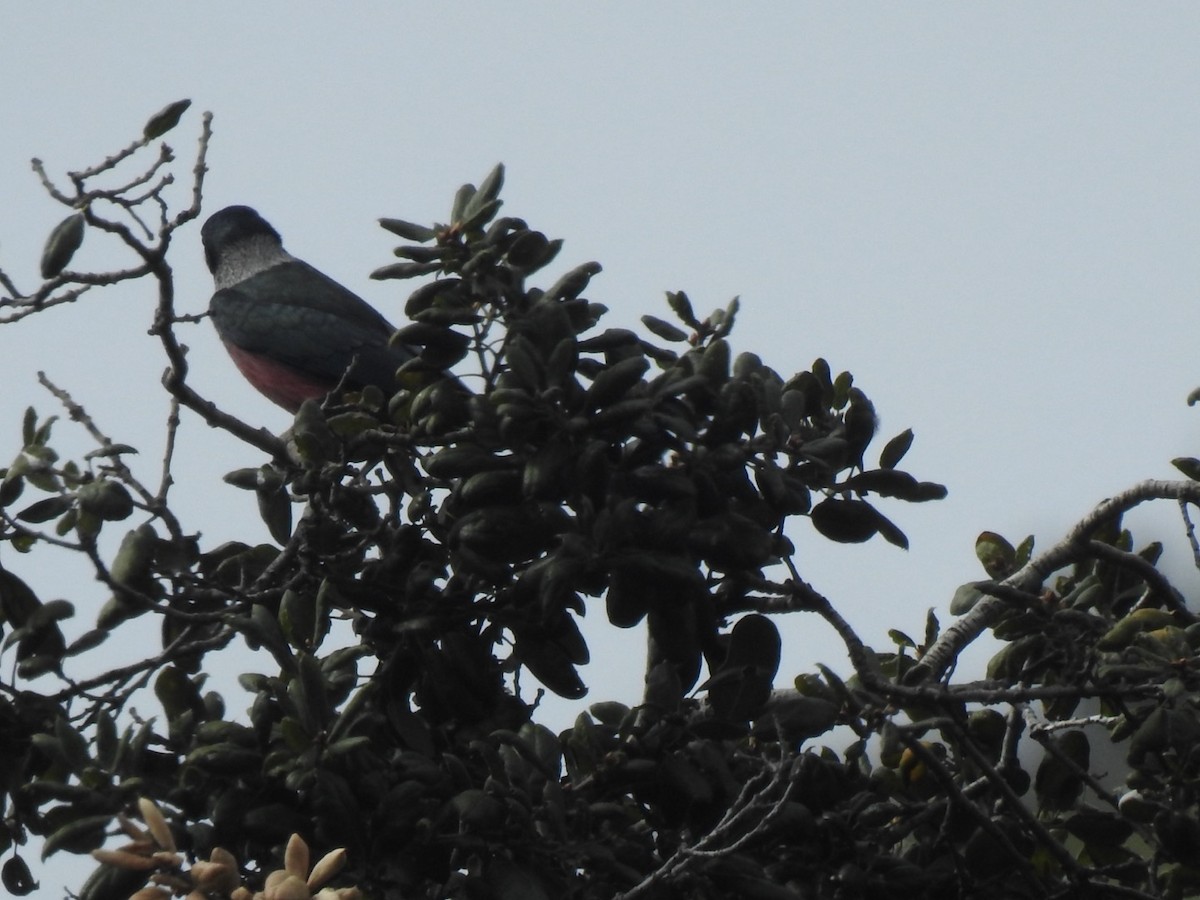 Lewis's Woodpecker - ML615916297