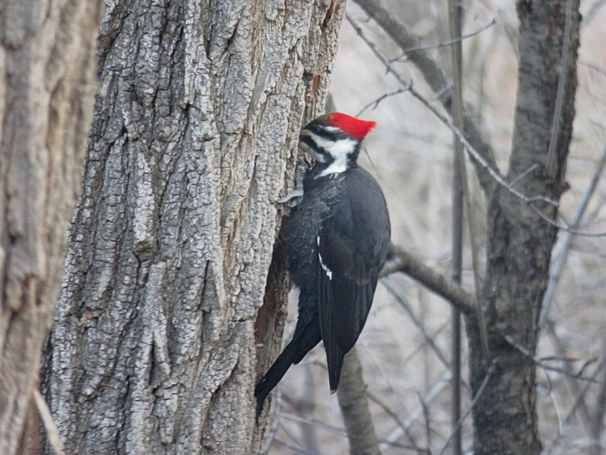 Pileated Woodpecker - ML615916300