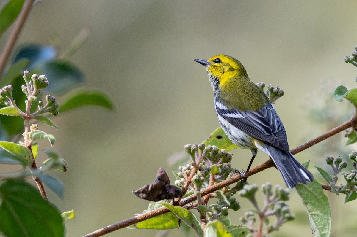 Black-throated Green Warbler - ML615916303