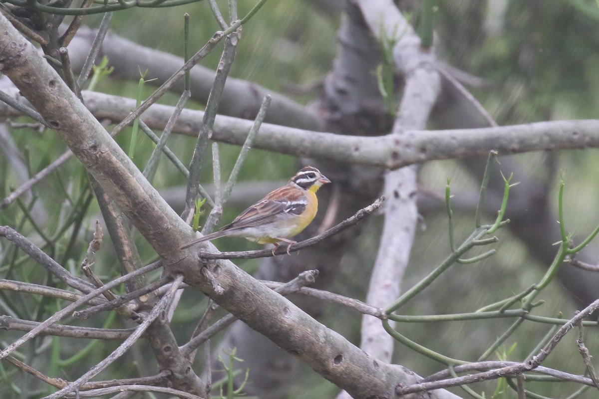 Golden-breasted Bunting - ML615916311
