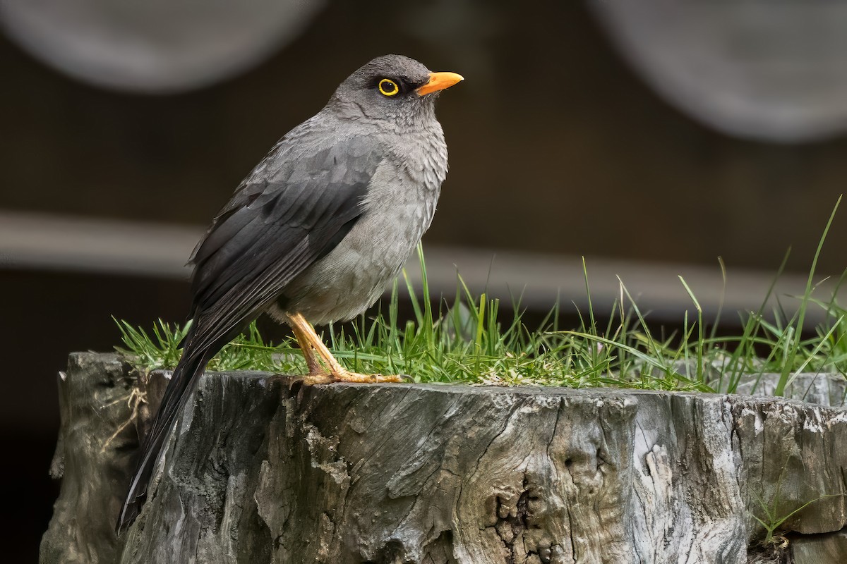 Great Thrush - ML615916350