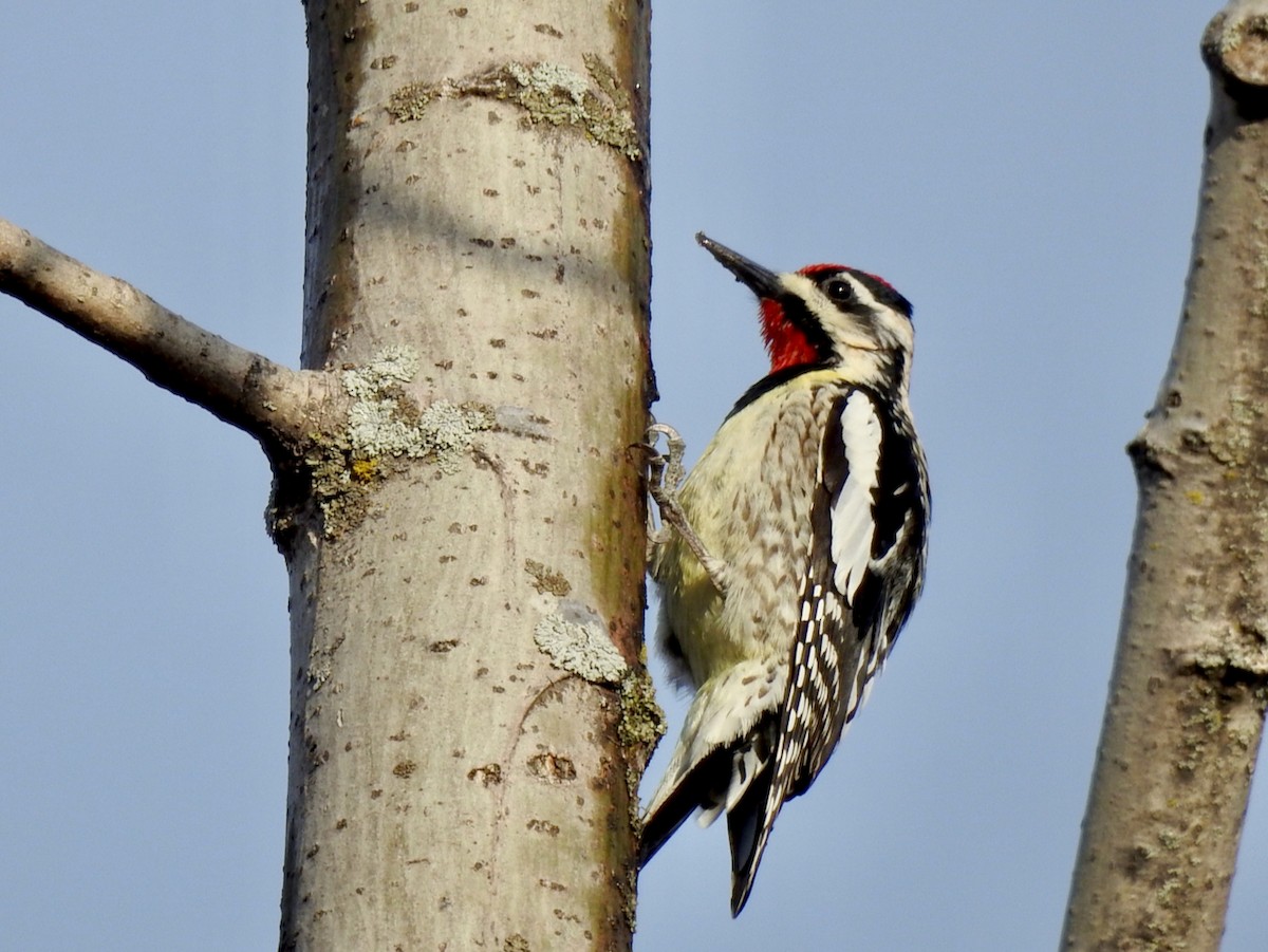 Yellow-bellied Sapsucker - João Menezes