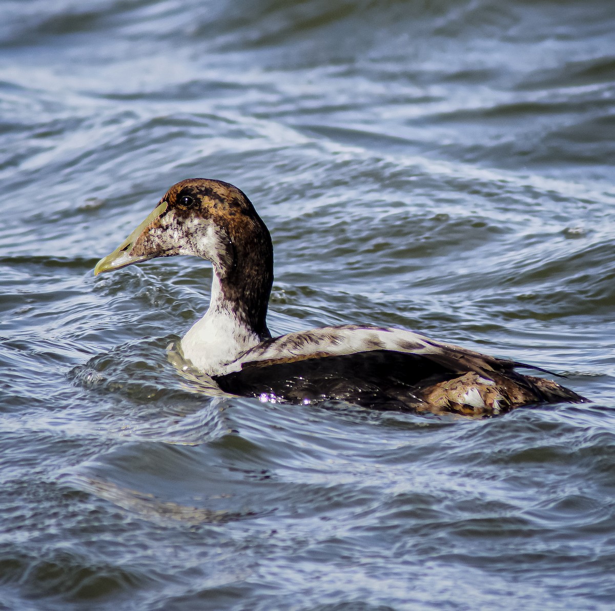 Common Eider - ML615916364