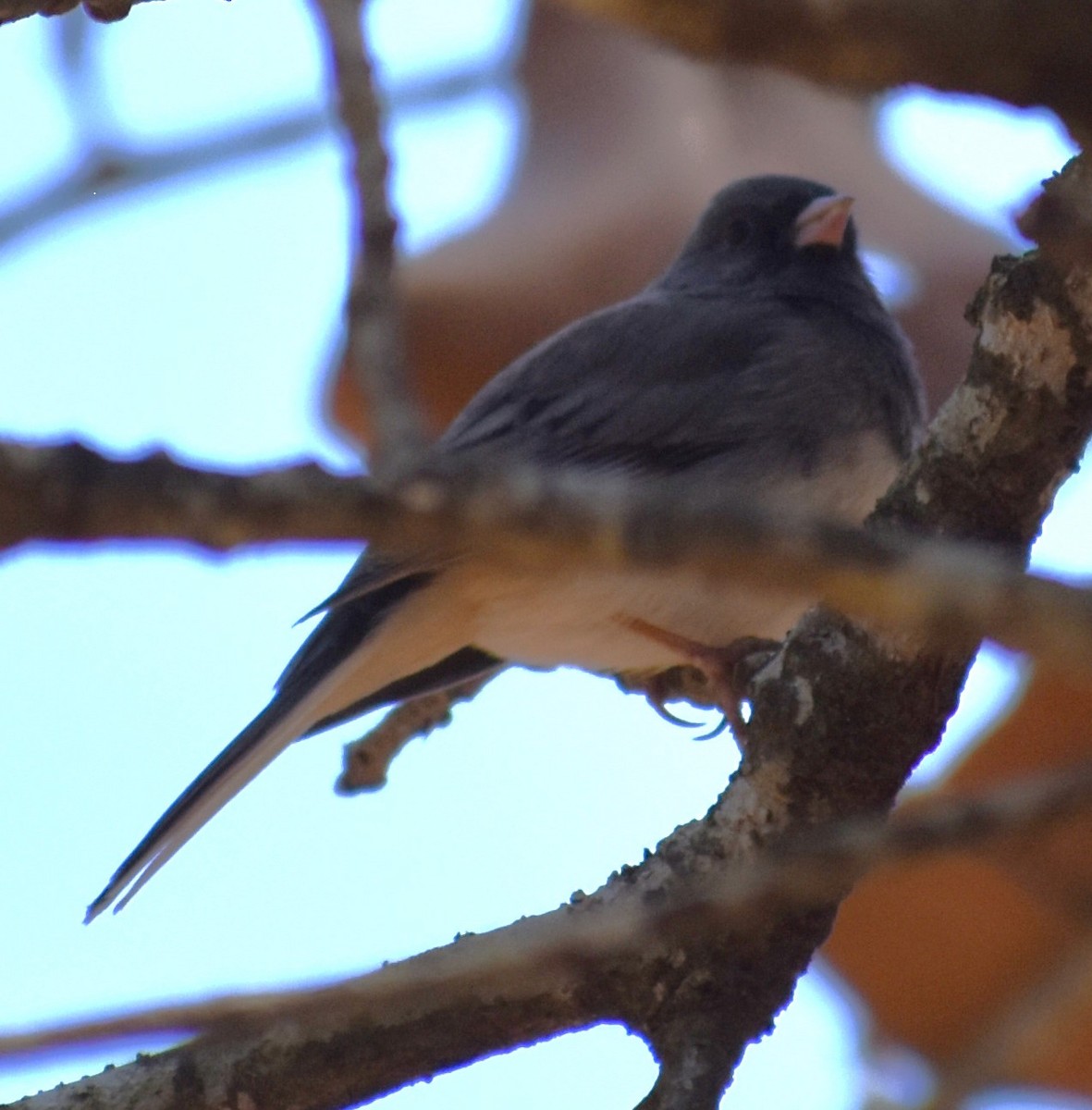 Dark-eyed Junco - ML615916415