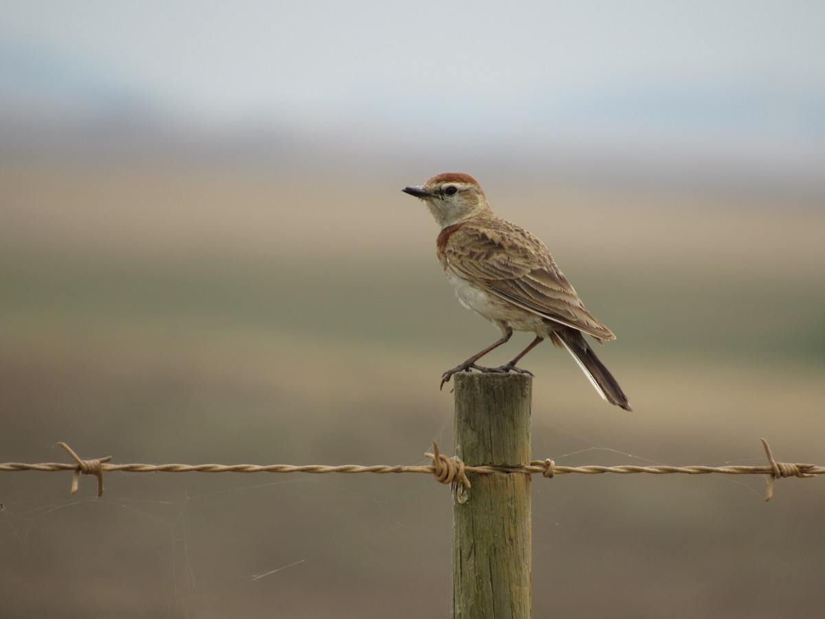 Red-capped Lark - ML615916433