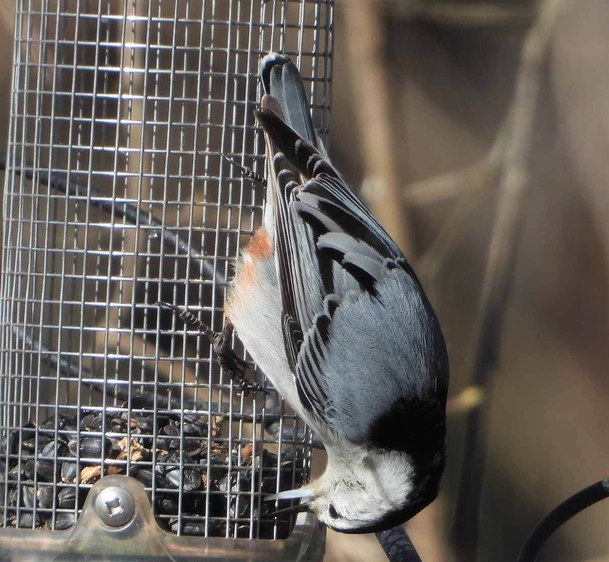 White-breasted Nuthatch - ML615916436