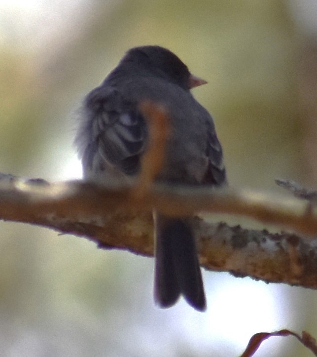 Dark-eyed Junco - ML615916438