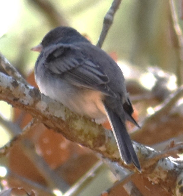 Dark-eyed Junco - ML615916447