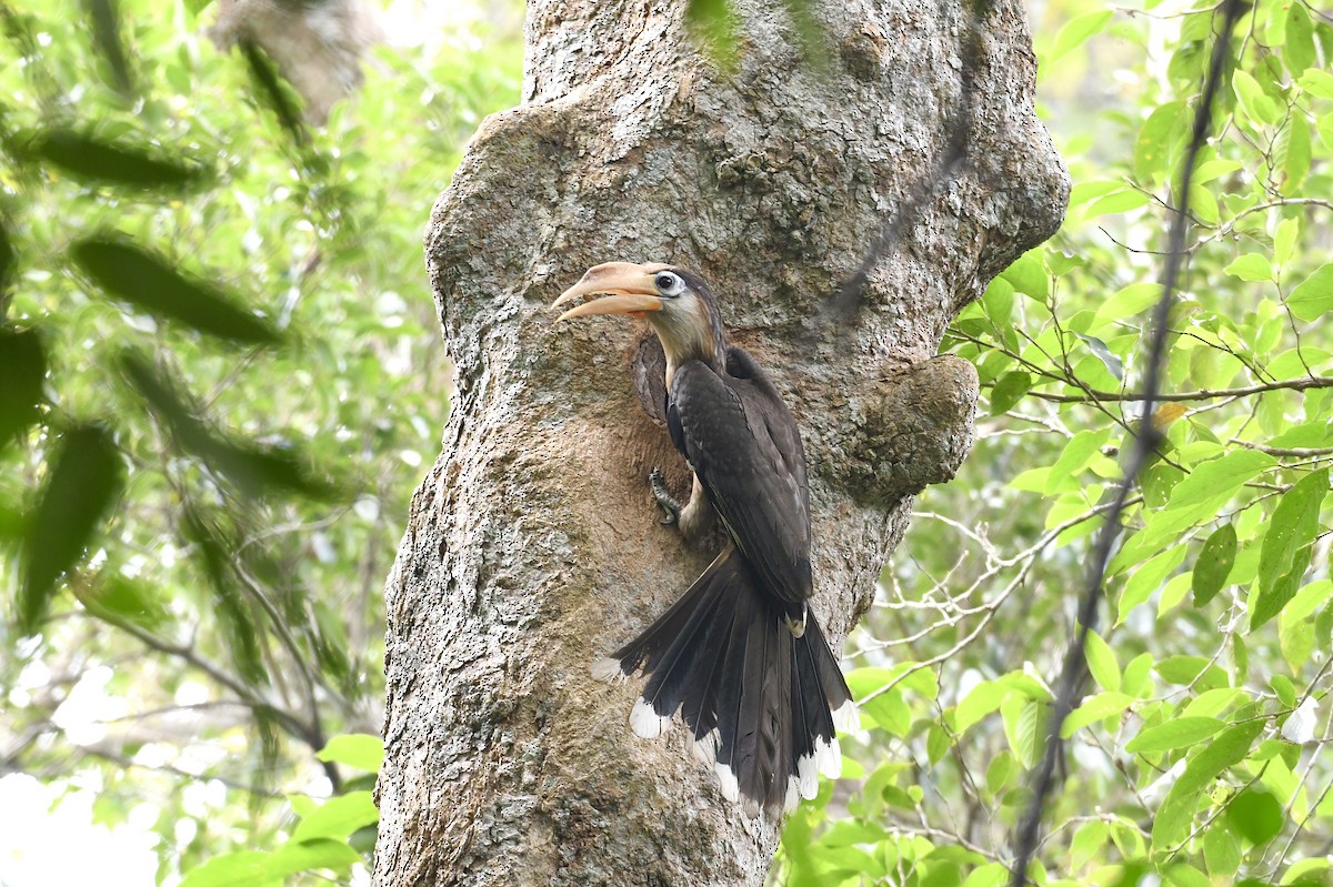Brown Hornbill - Teeranan Tinpook