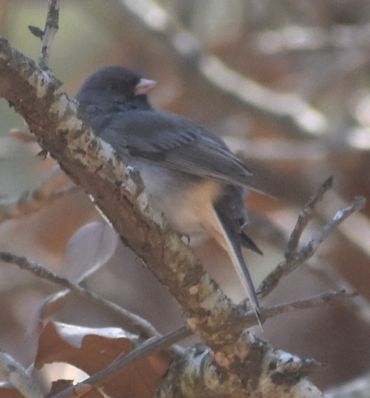 Dark-eyed Junco - ML615916457