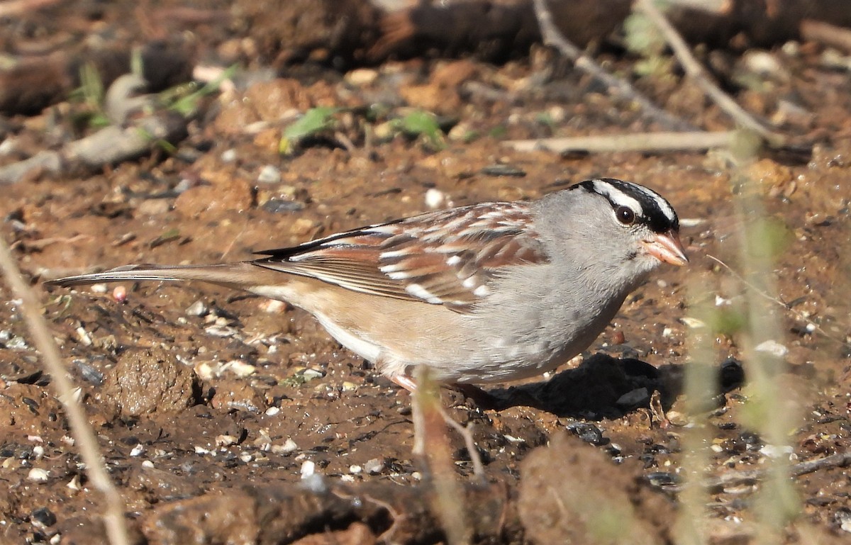 White-crowned Sparrow - ML615916462