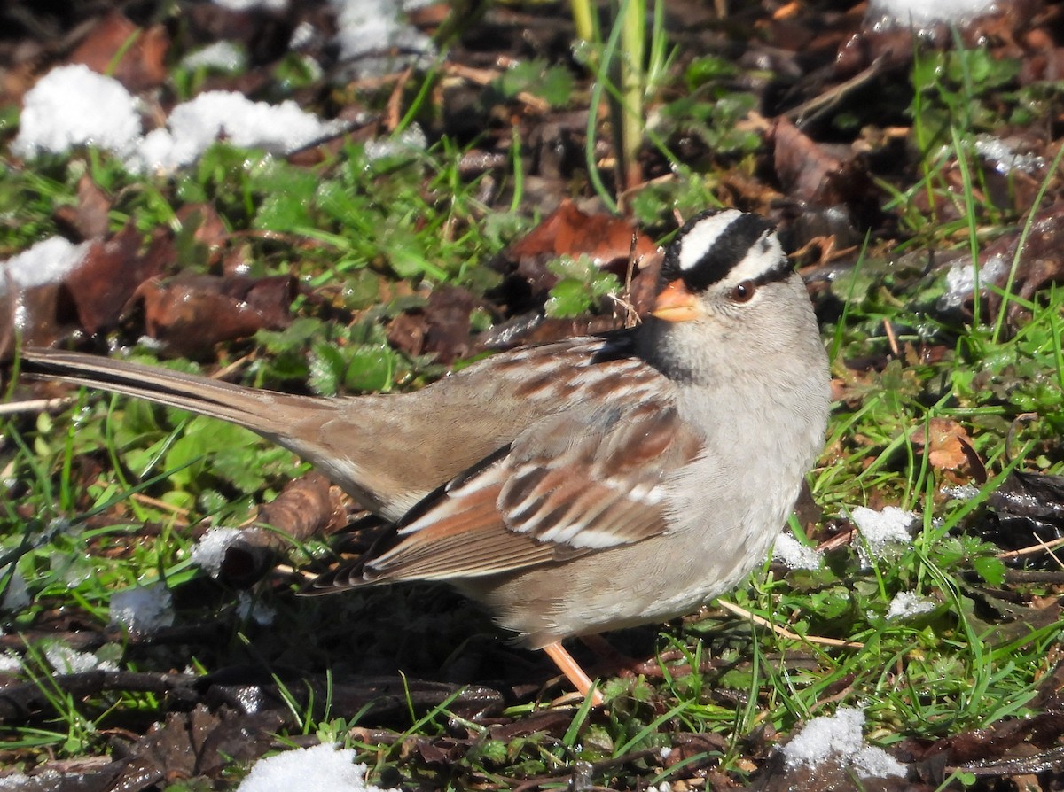White-crowned Sparrow - ML615916465