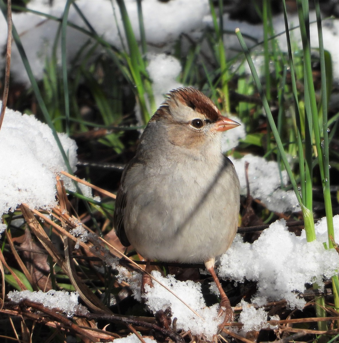 White-crowned Sparrow - ML615916466