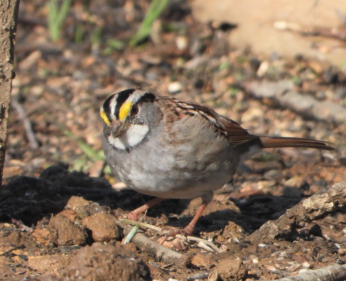 White-throated Sparrow - ML615916479