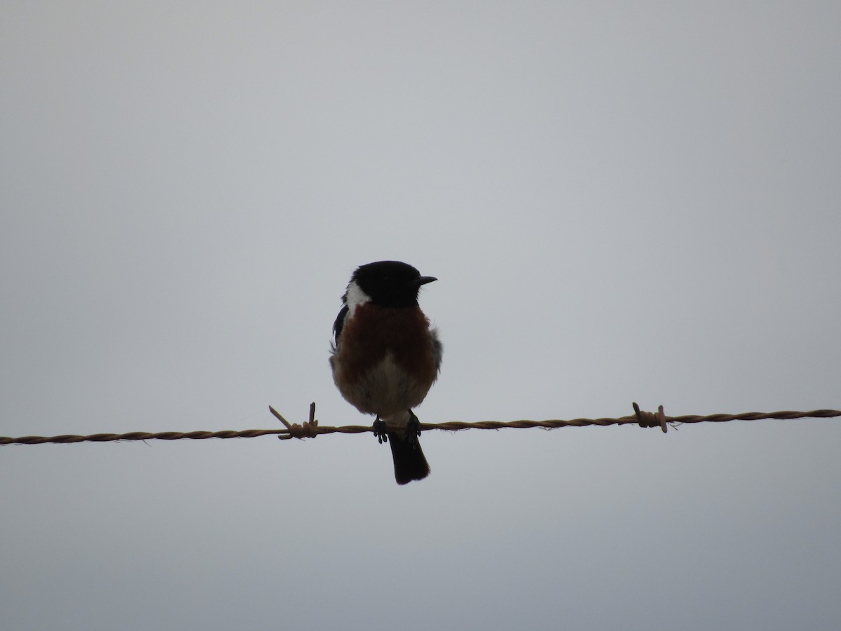 African Stonechat - ML615916499