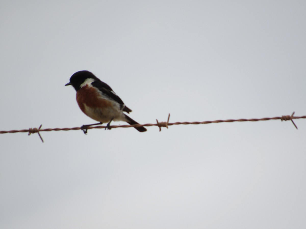 African Stonechat - ML615916501