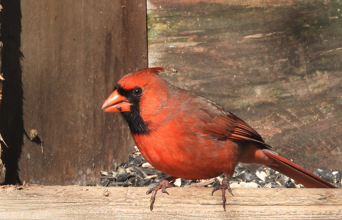 Northern Cardinal - ML615916517