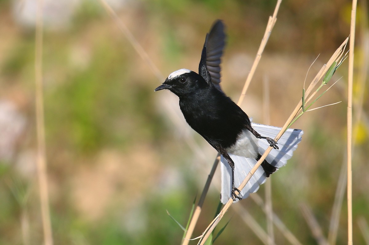 White-crowned Wheatear - Ali Atahan