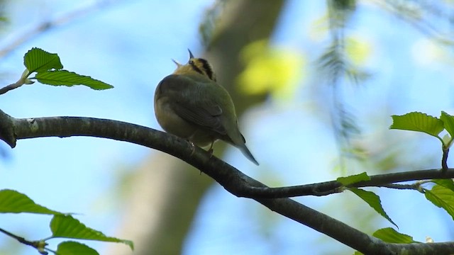 Worm-eating Warbler - ML615916554