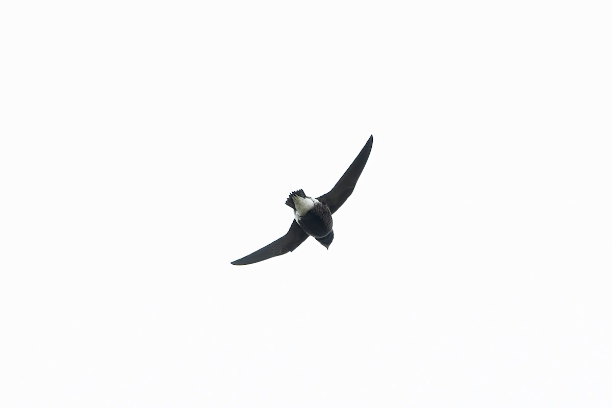 Brown-backed Needletail - ML615916556