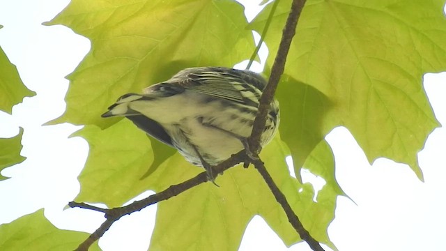 Blauwaldsänger - ML615916587