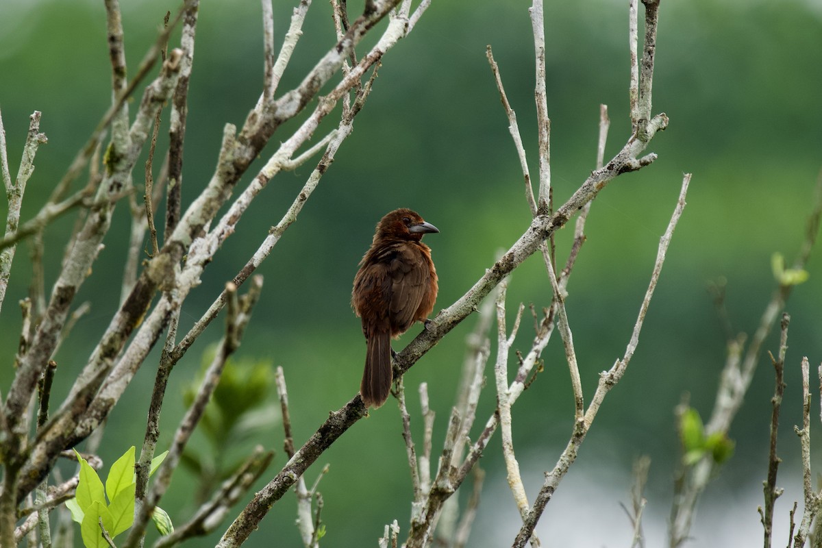 Silver-beaked Tanager - ML615916626