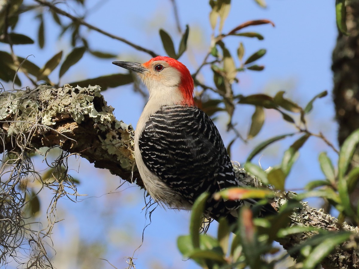 Red-bellied Woodpecker - ML615916642