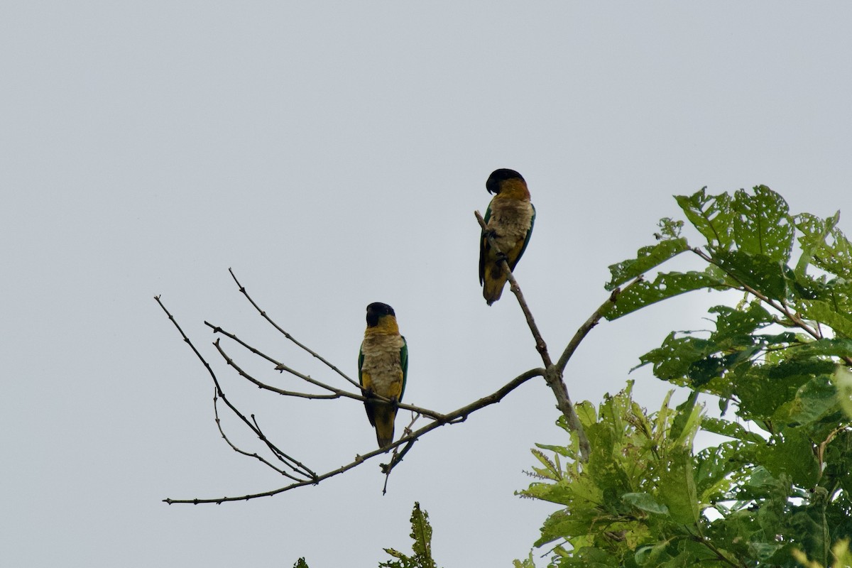 Black-headed Parrot - ML615916709