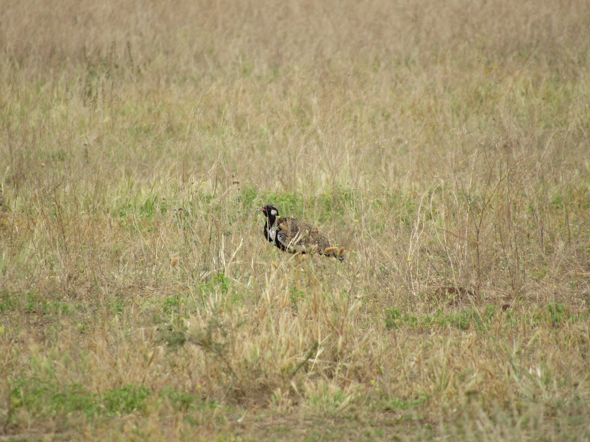 Black Bustard - ML615916719