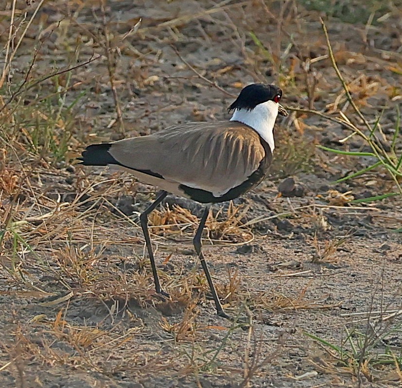 Spur-winged Lapwing - ML615916738