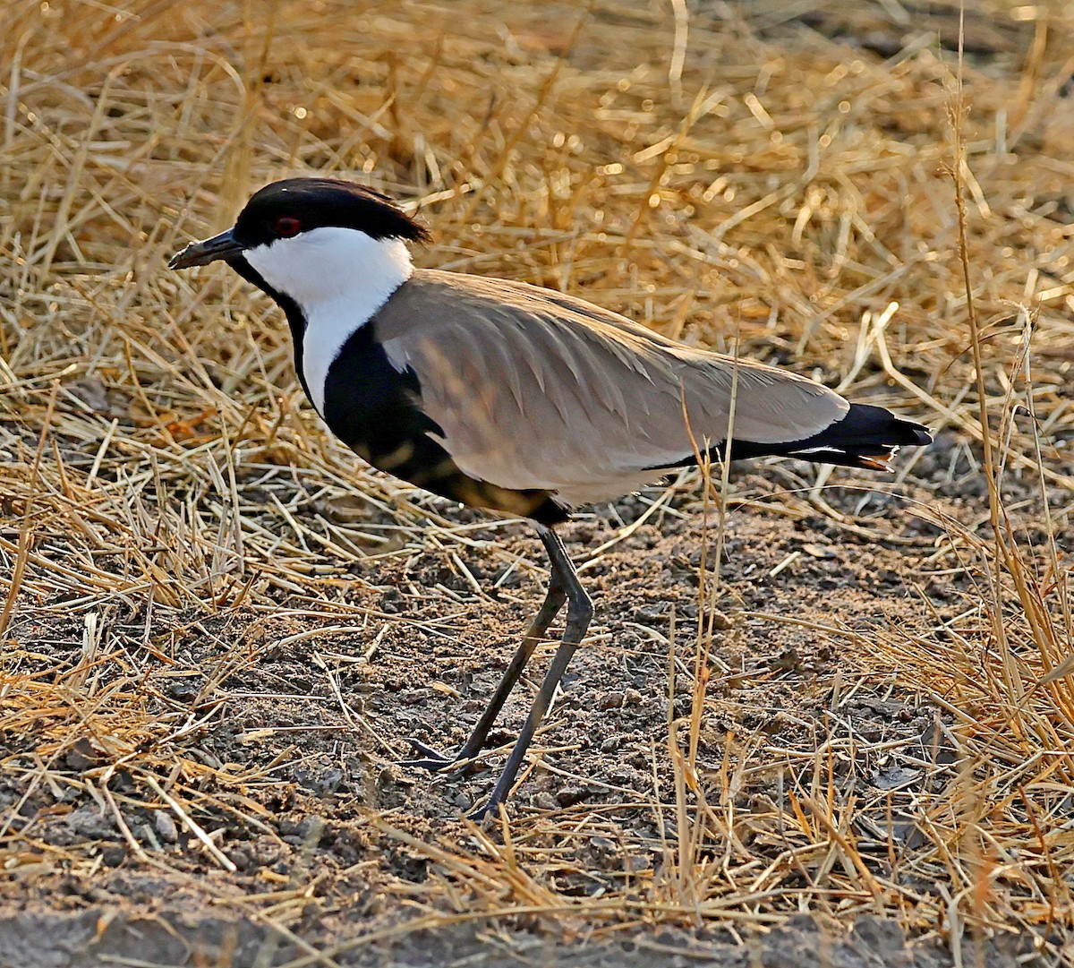 Spur-winged Lapwing - ML615916739
