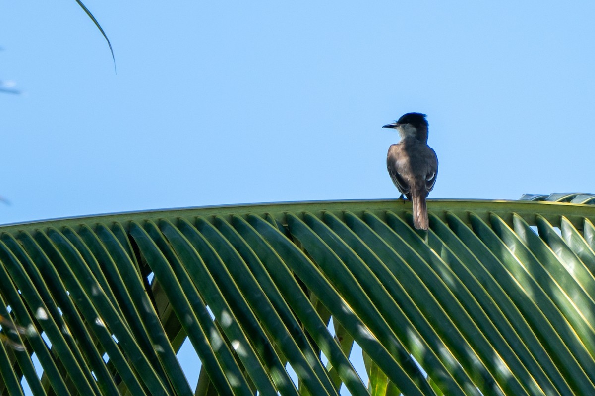 Loggerhead Kingbird (Puerto Rico) - ML615916763