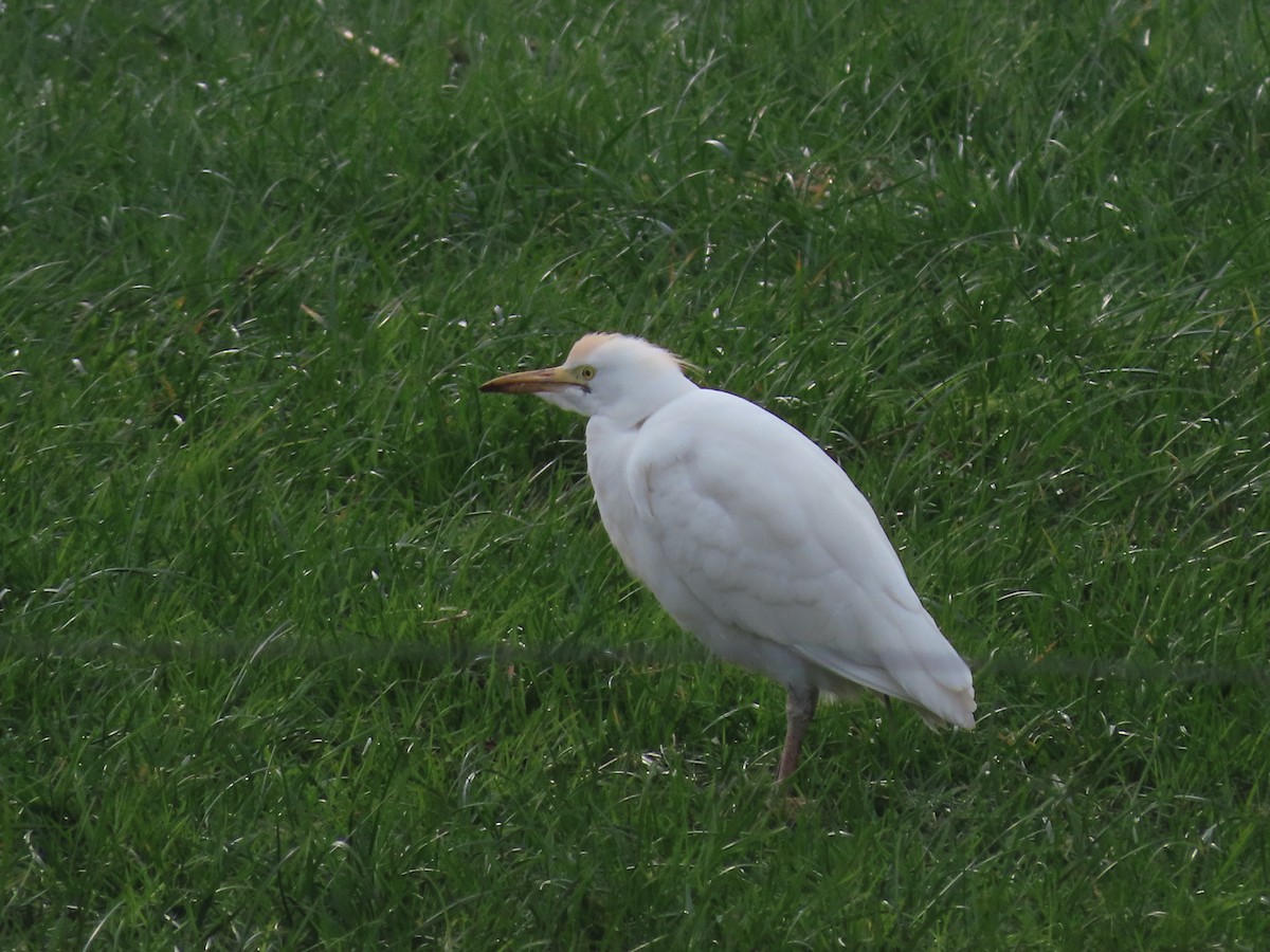 Western Cattle-Egret - ML615916785