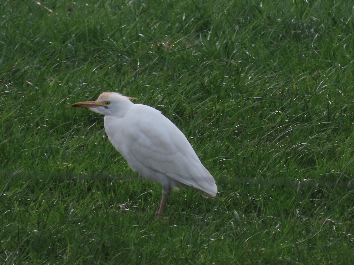 Western Cattle-Egret - ML615916786