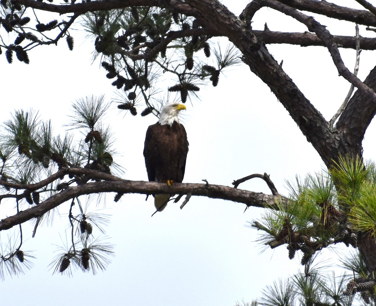 Bald Eagle - ML615916809