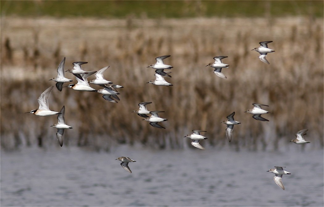 Least Sandpiper - ML61591681